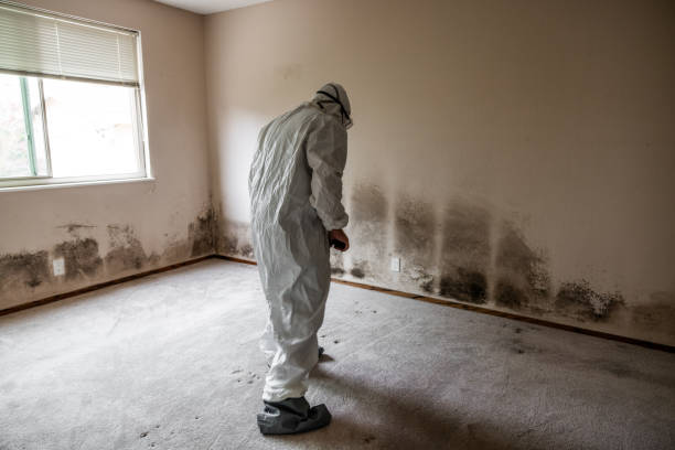 Best Emergency Mold Remediation  in Encantada Ranchito El Calaboz, TX